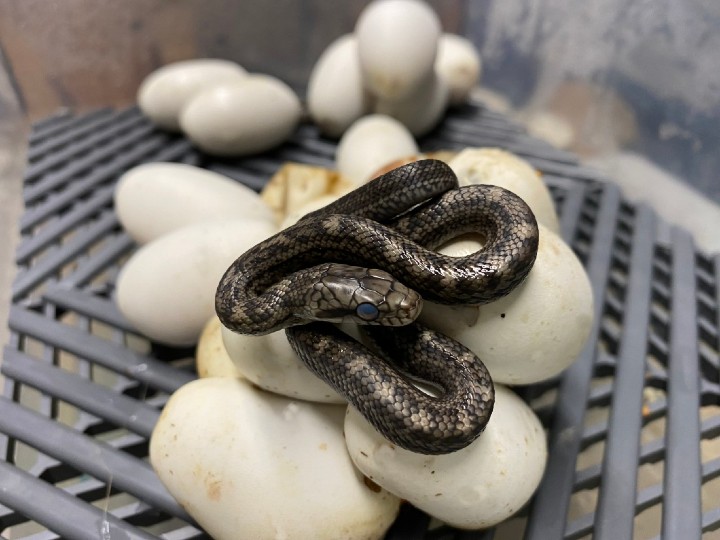 Japanese Rat Snake